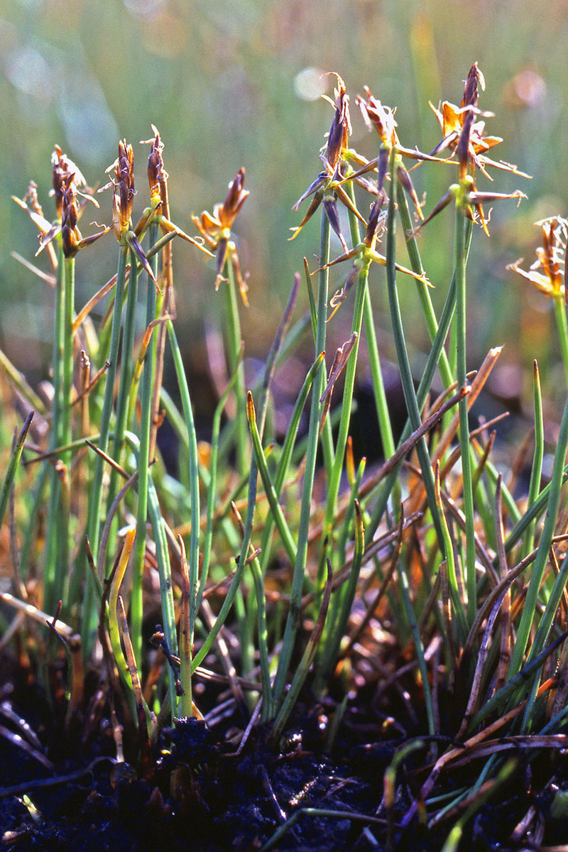 Cyperaceae Carex microglochin