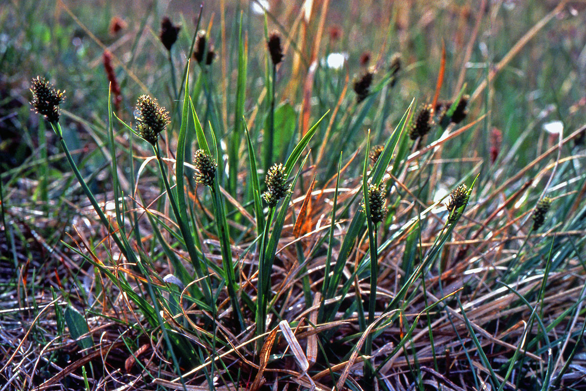 Cyperaceae Carex norvegica