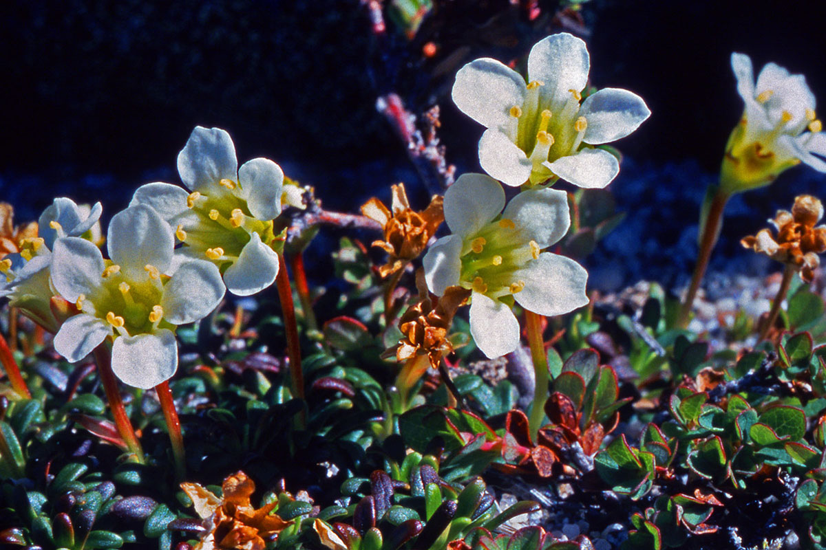 Diapensiaceae Diapensia lapponica