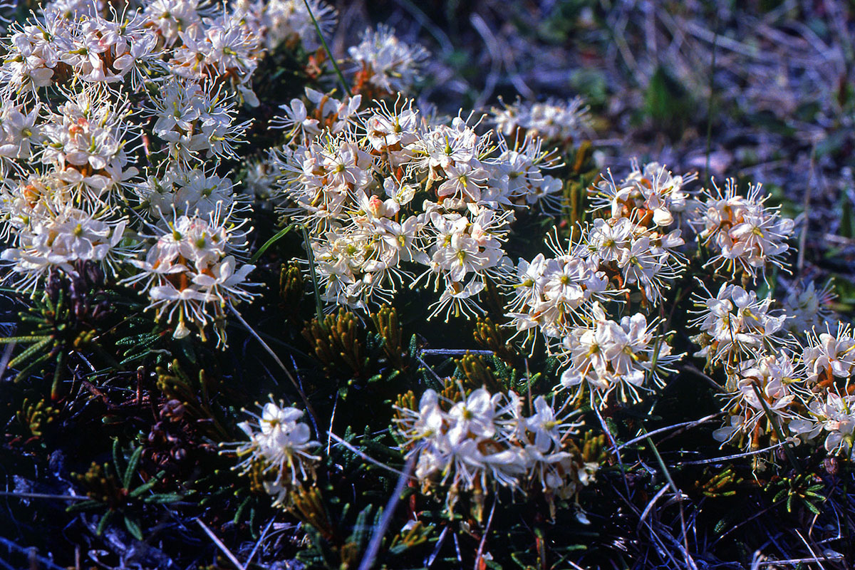 Ericaceae Ledum palustre