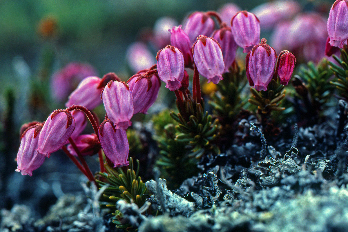Ericaceae Phyllodoce caerulea