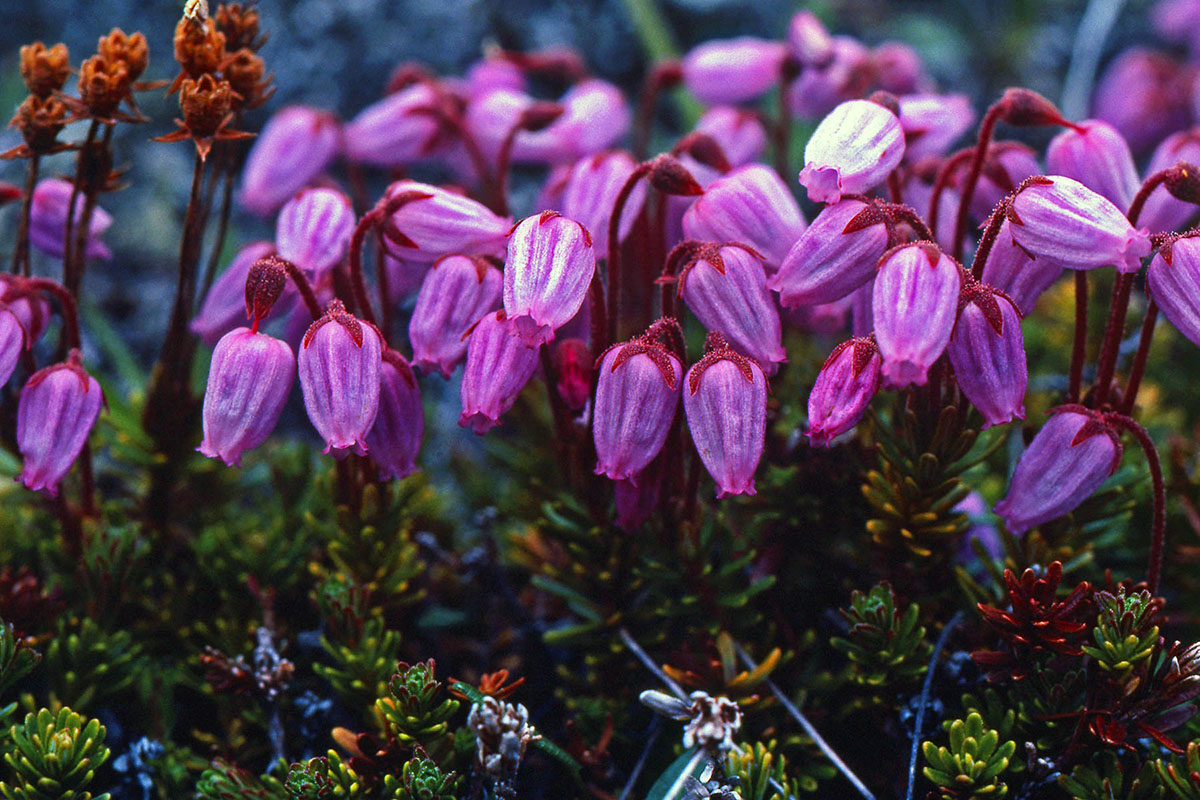 Ericaceae Phyllodoce caerulea