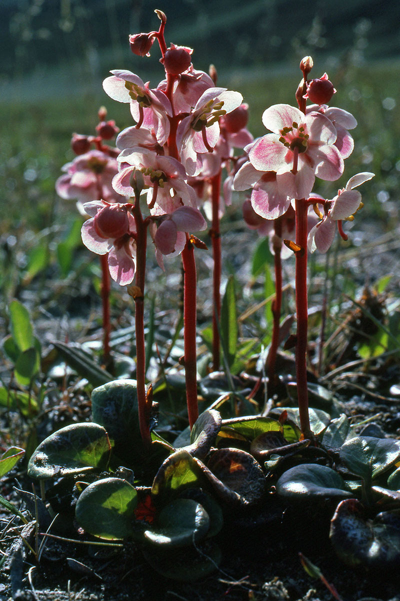 Ericaceae Pyrola grandiflora