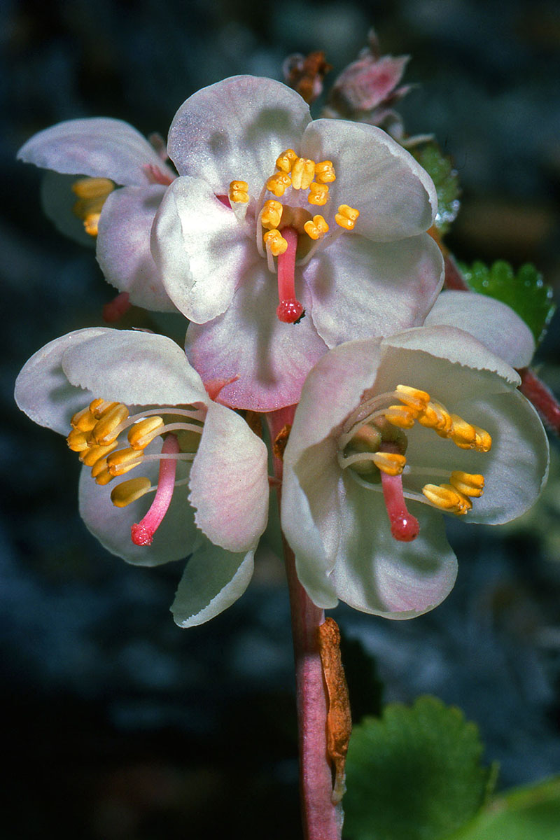 Ericaceae Pyrola grandiflora