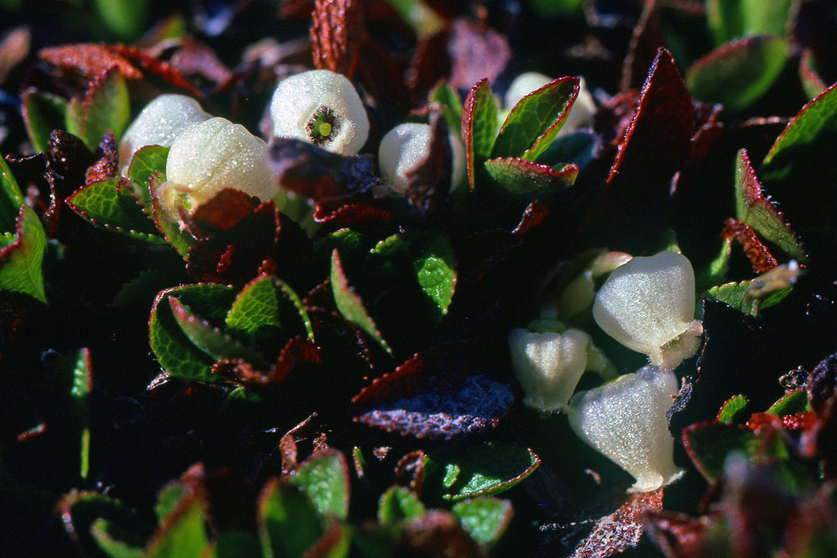 Ericaceae Arctous alpina