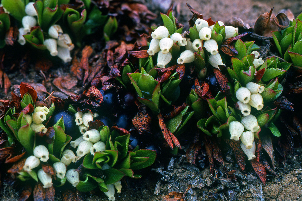 Ericaceae Arctostaphylos alpina