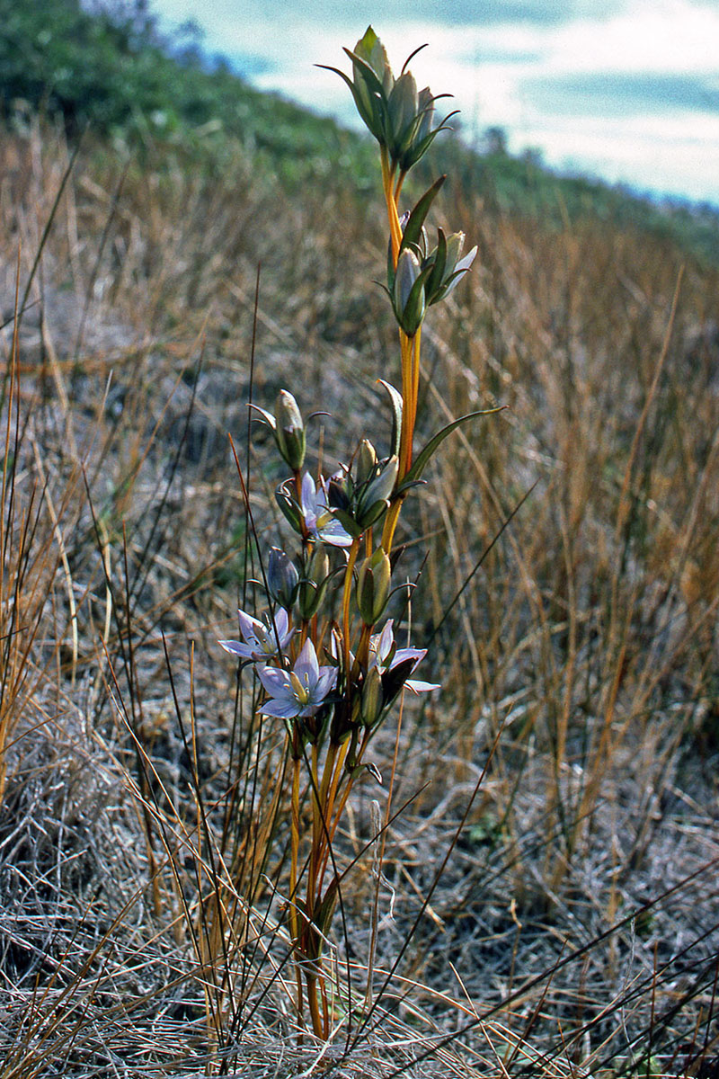 Gentianaceae Lomatogonium rotatum