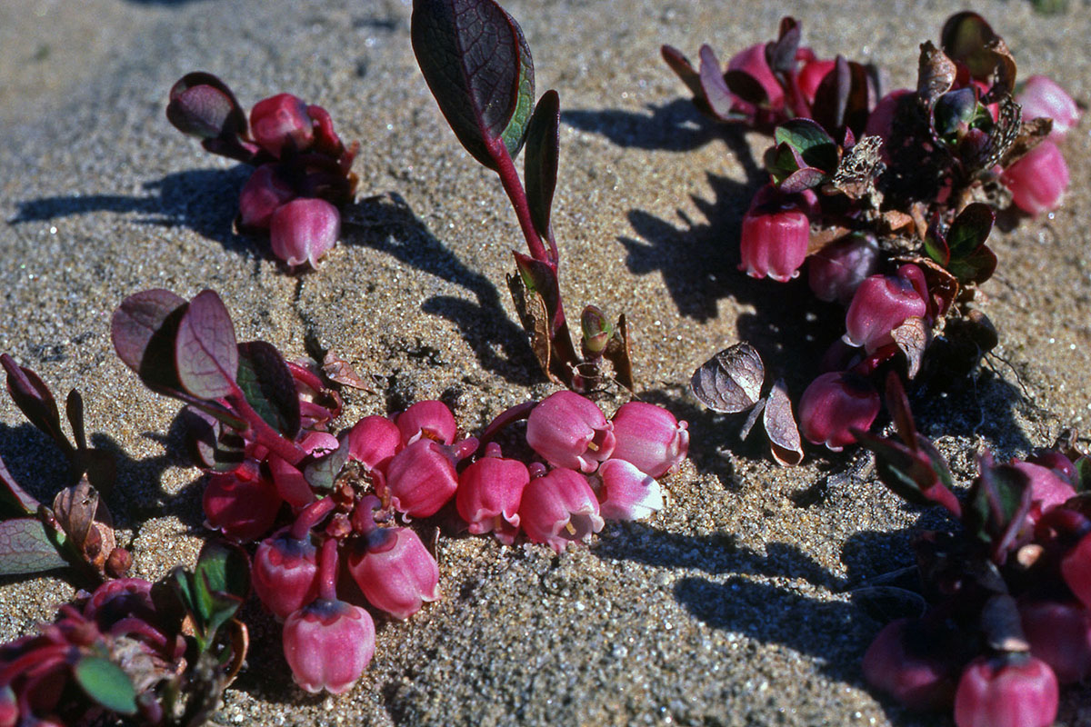 Ericaceae Vaccinium uliginosum
