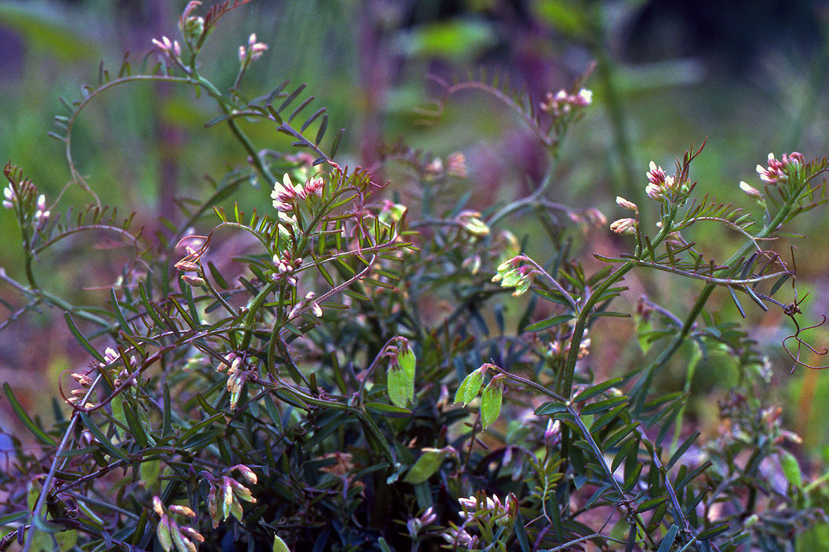 Fabaceae Vicia hirsuta