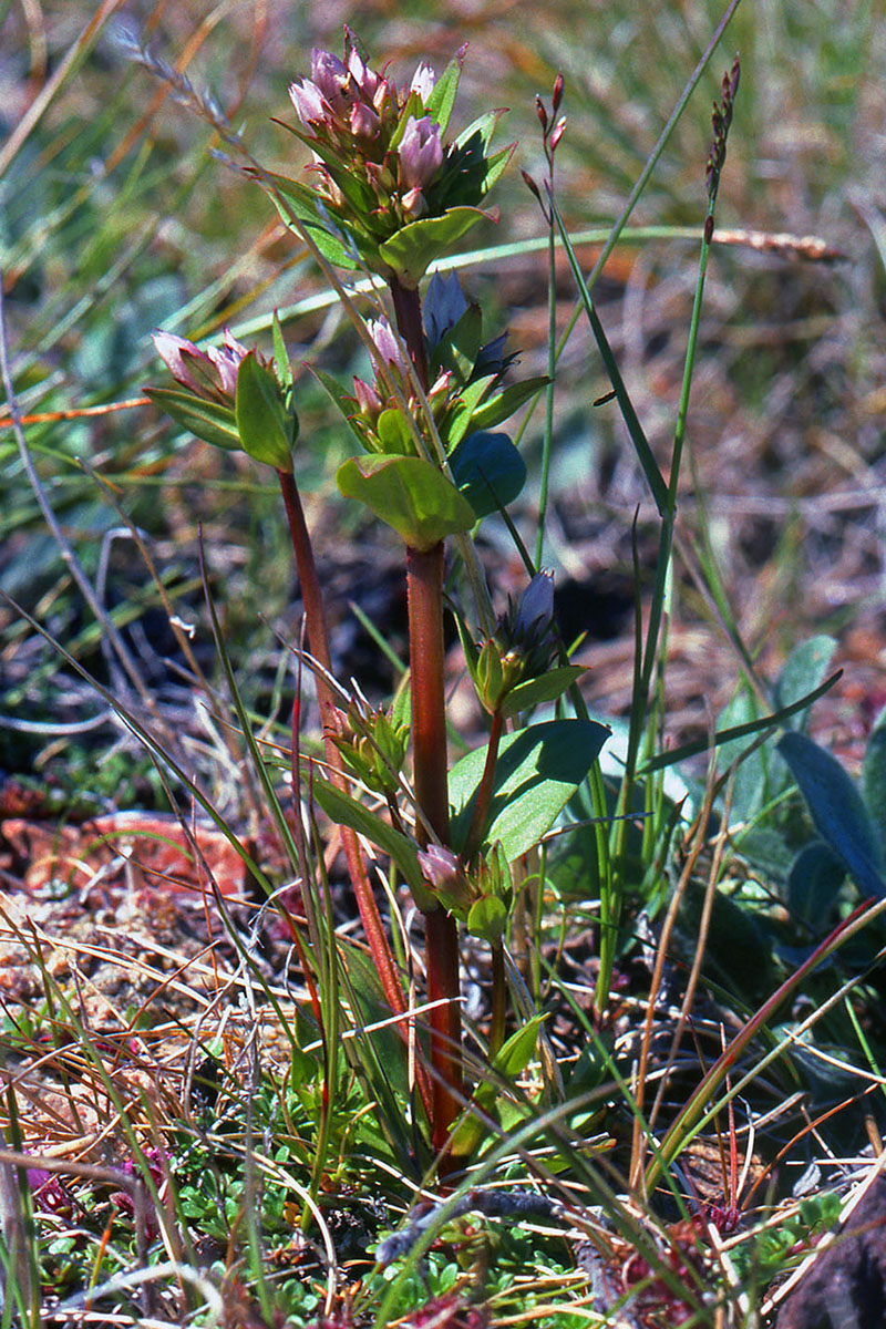Gentianaceae Gentianella aurea