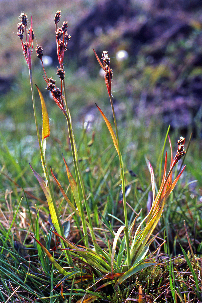 Juncaceae Luzula multiflora