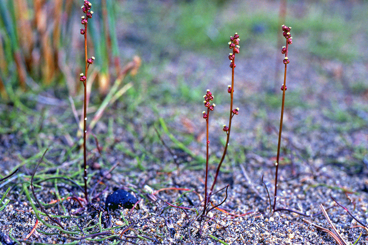 Juncaginaceae Triglochin palustris