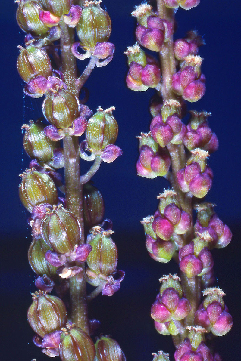 Juncaginaceae Triglochin palustris