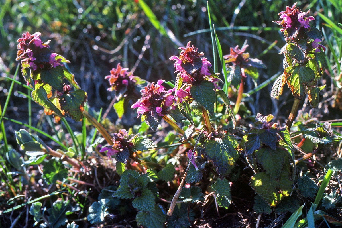 Lamiaceae Lamium purpureum