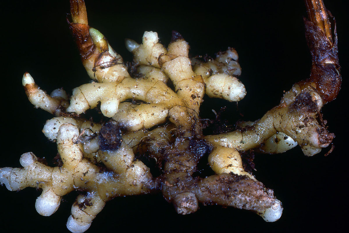 Orchidaceae Corallorhiza trifida