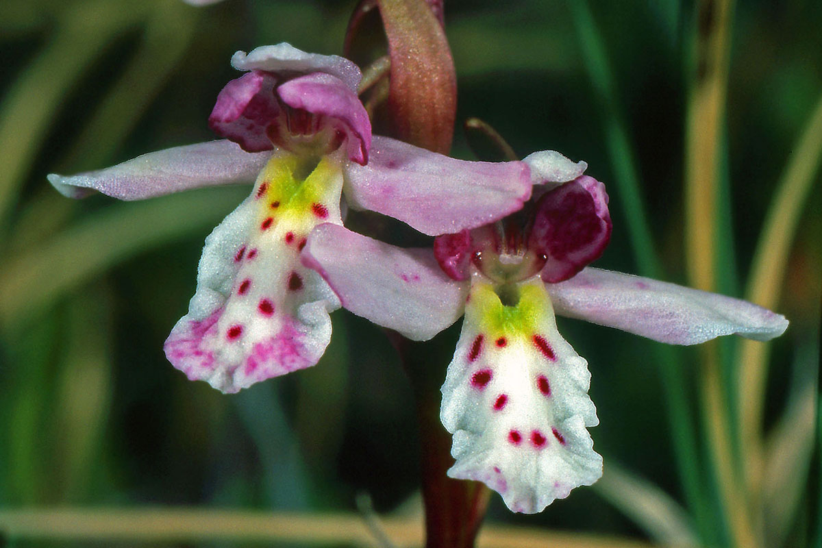 Orchidaceae Galearis rotundifolia