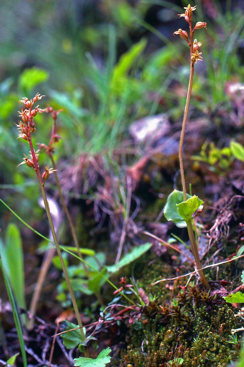 Orchidaceae Neottia cordata
