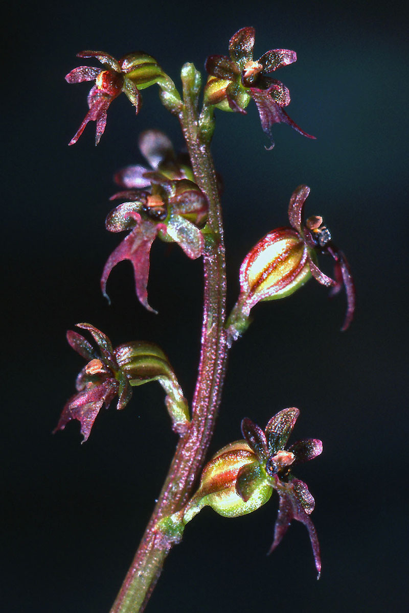 Orchidaceae Neottia cordata