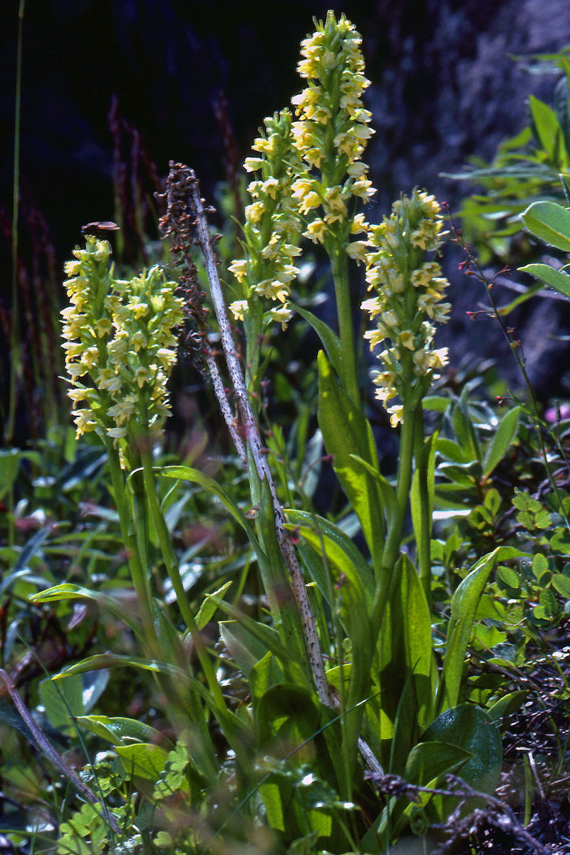 Orchidaceae Pseudorchis albida