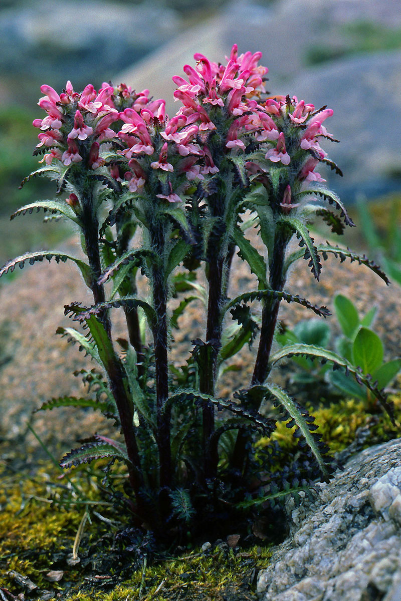 Orobanchaceae Pedicularis hirsuta