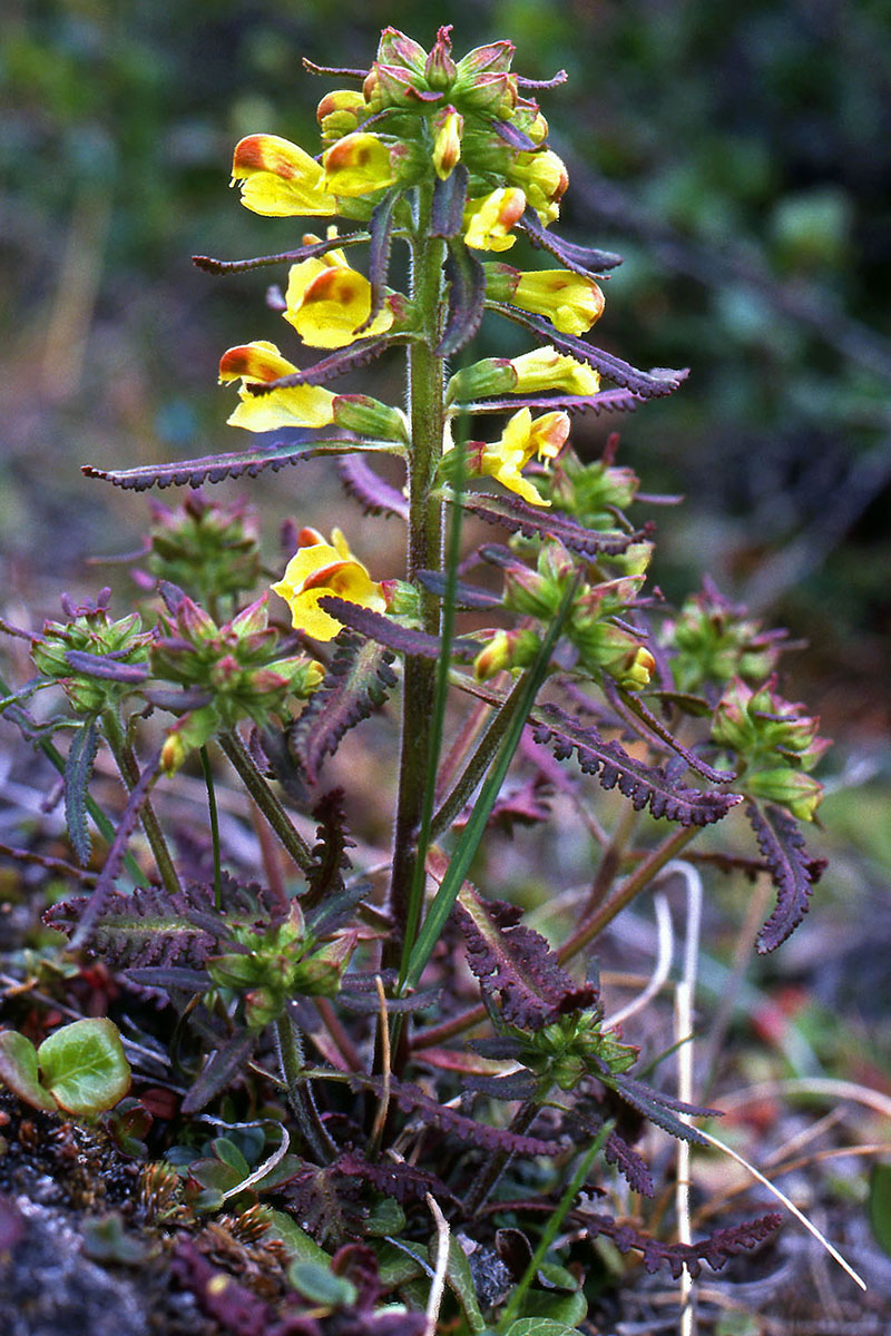 Orobanchaceae Pedicularis labradorica