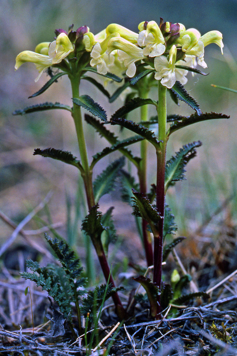 Orobanchaceae Pedicularis lapponica