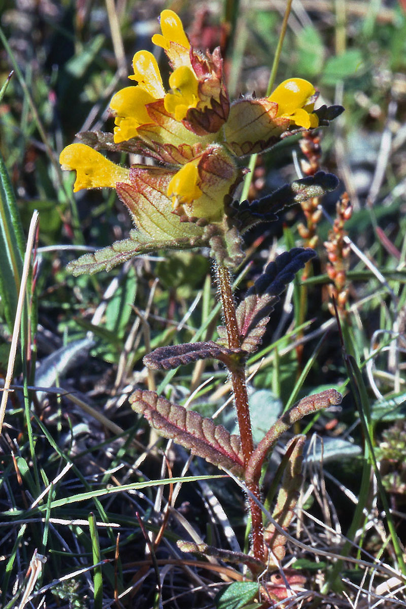 Orobanchaceae Rhinanthus minor
