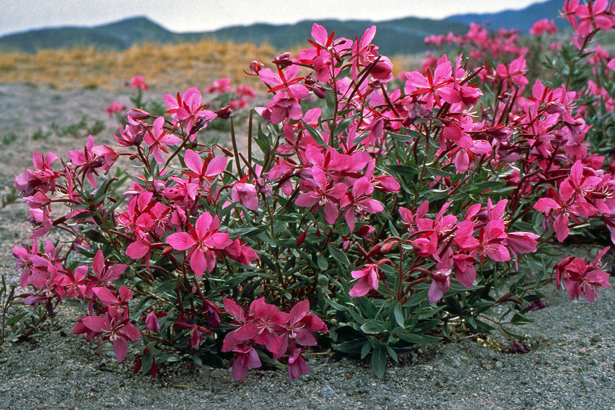 Onagraceae Epilobium latifolium