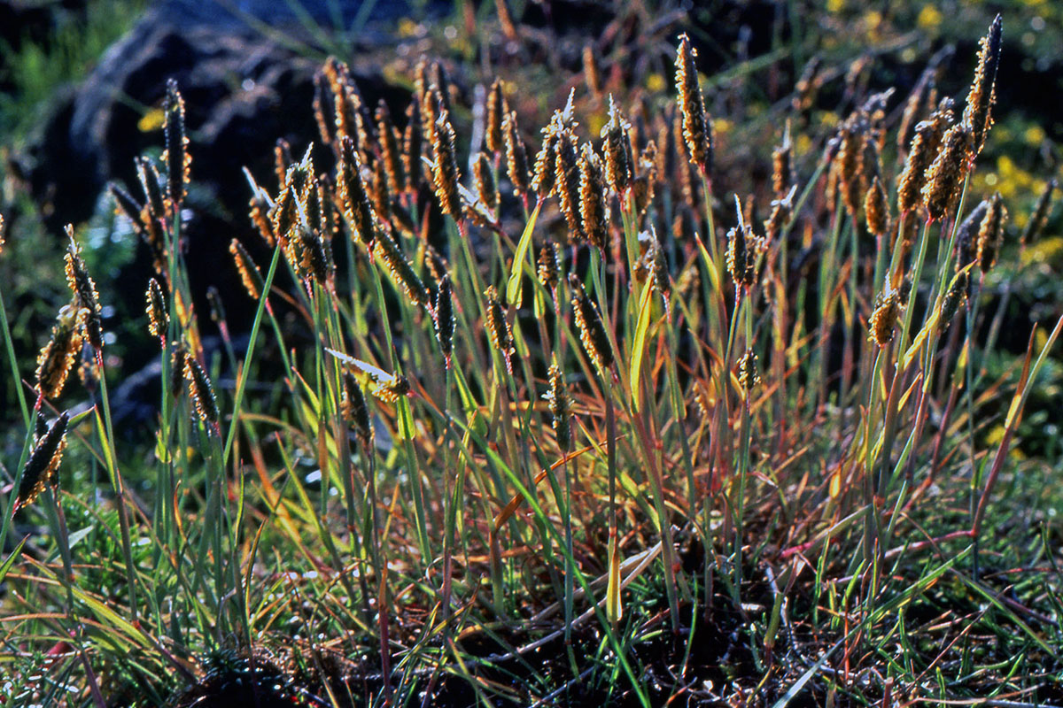 Poaceae Alopecurus aequalis