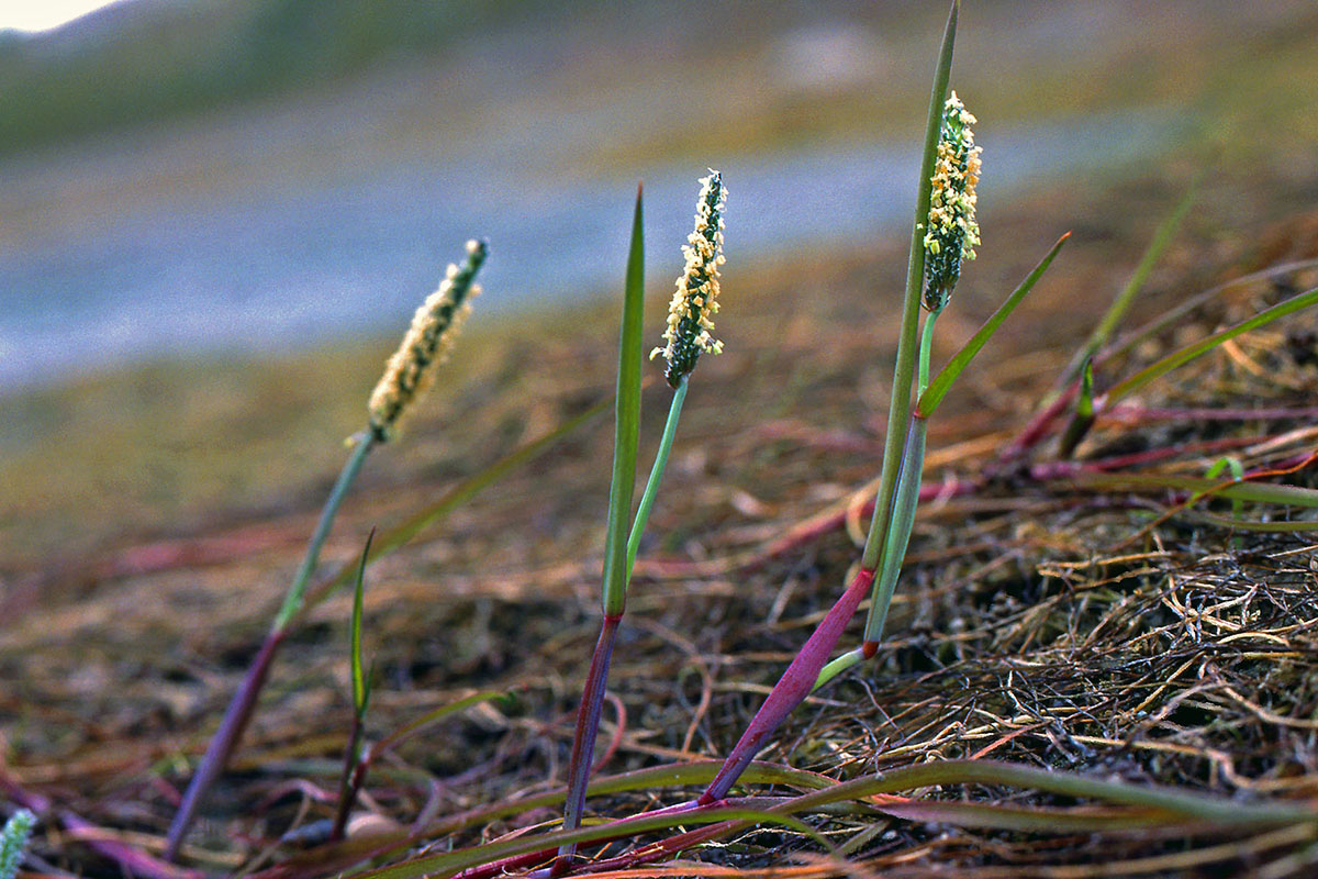 Poaceae Alopecurus aequalis