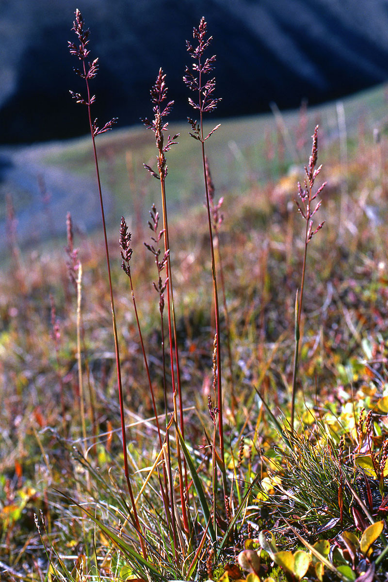 Poaceae Arctagrostis latifolia