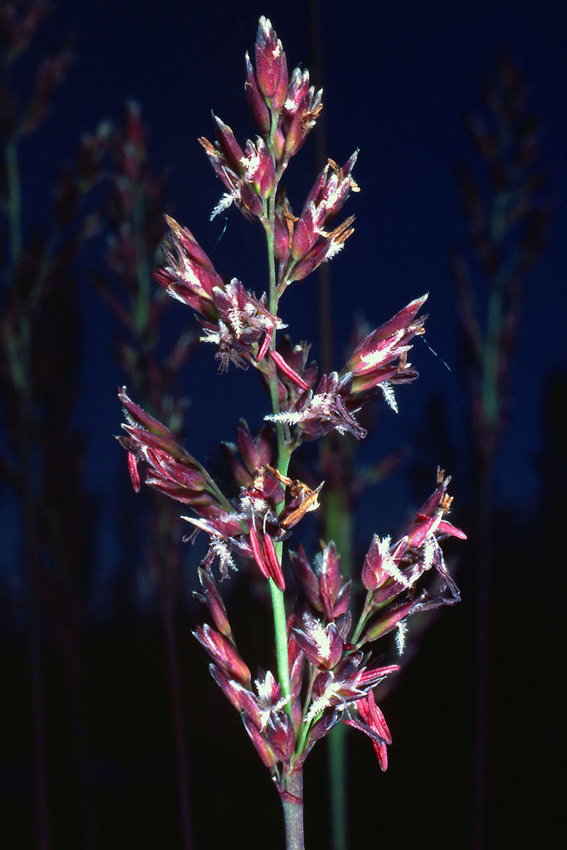 Poaceae Arctagrostis latifolia