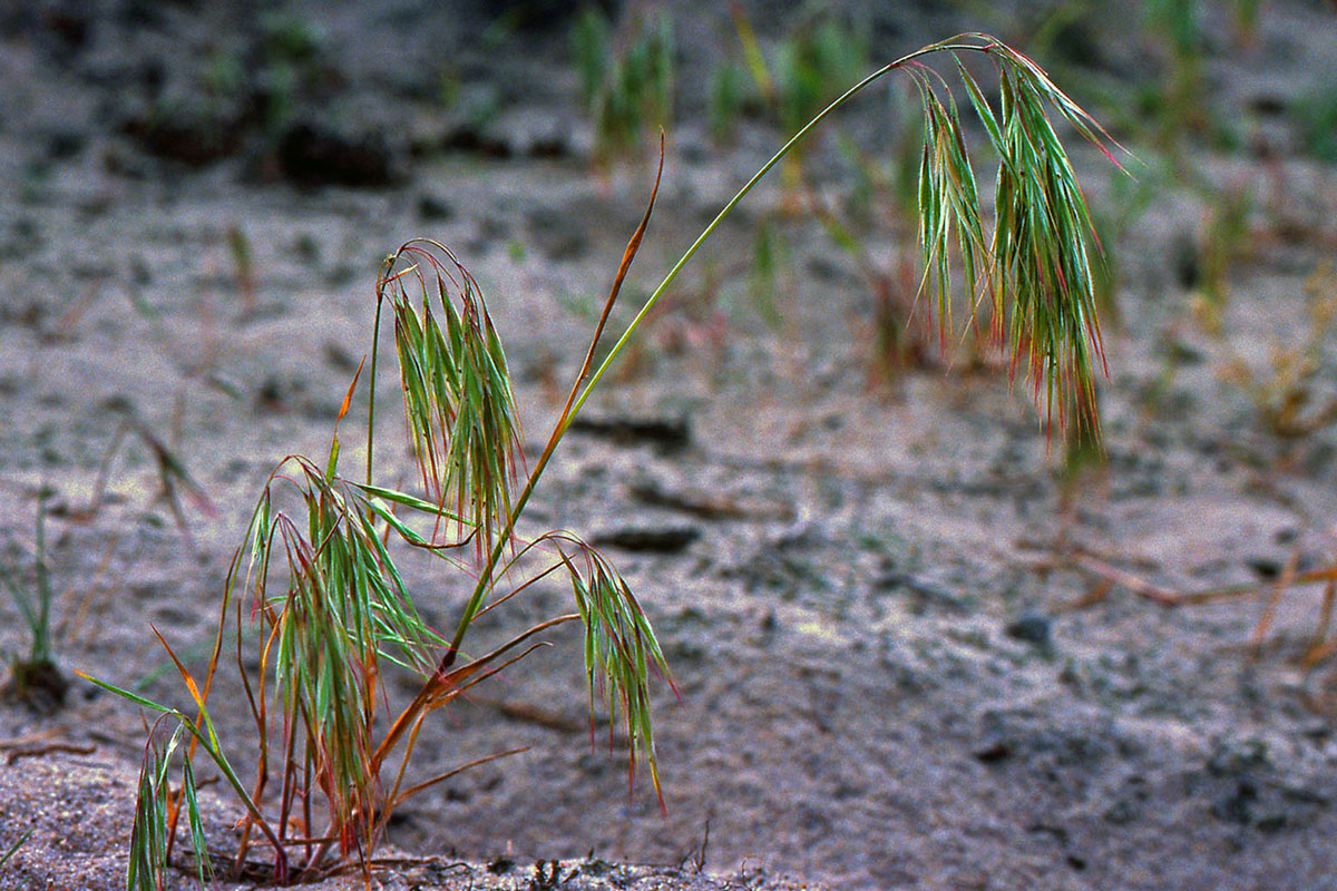 Poaceae Bromus tectorum
