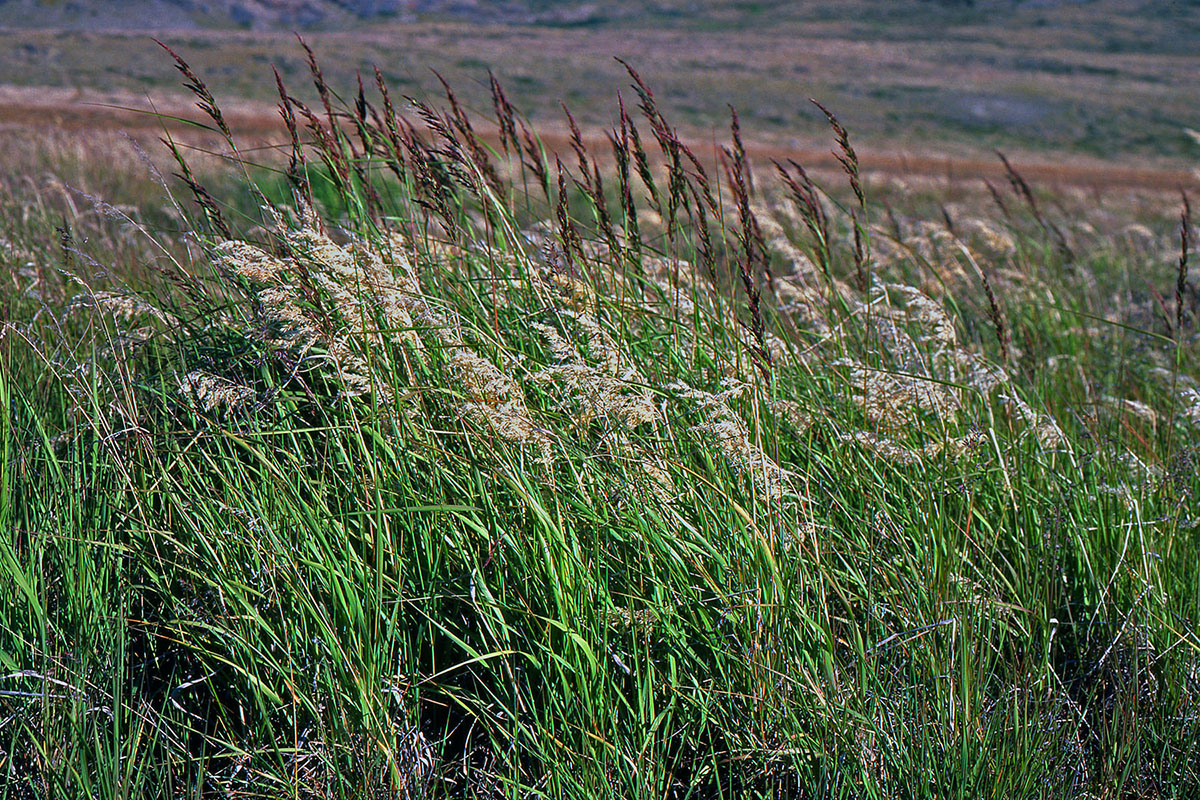 Poaceae Calamagrostis lapponica