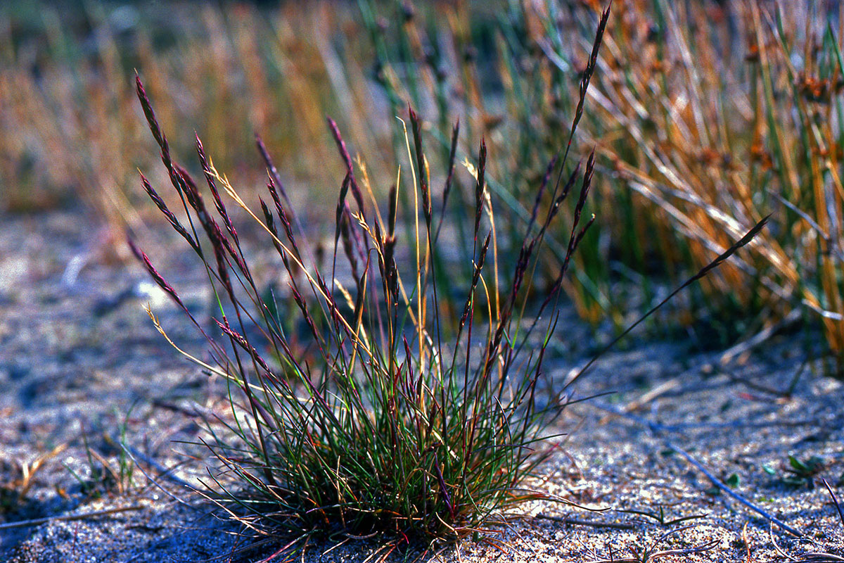 Poaceae Festuca brachyphylla