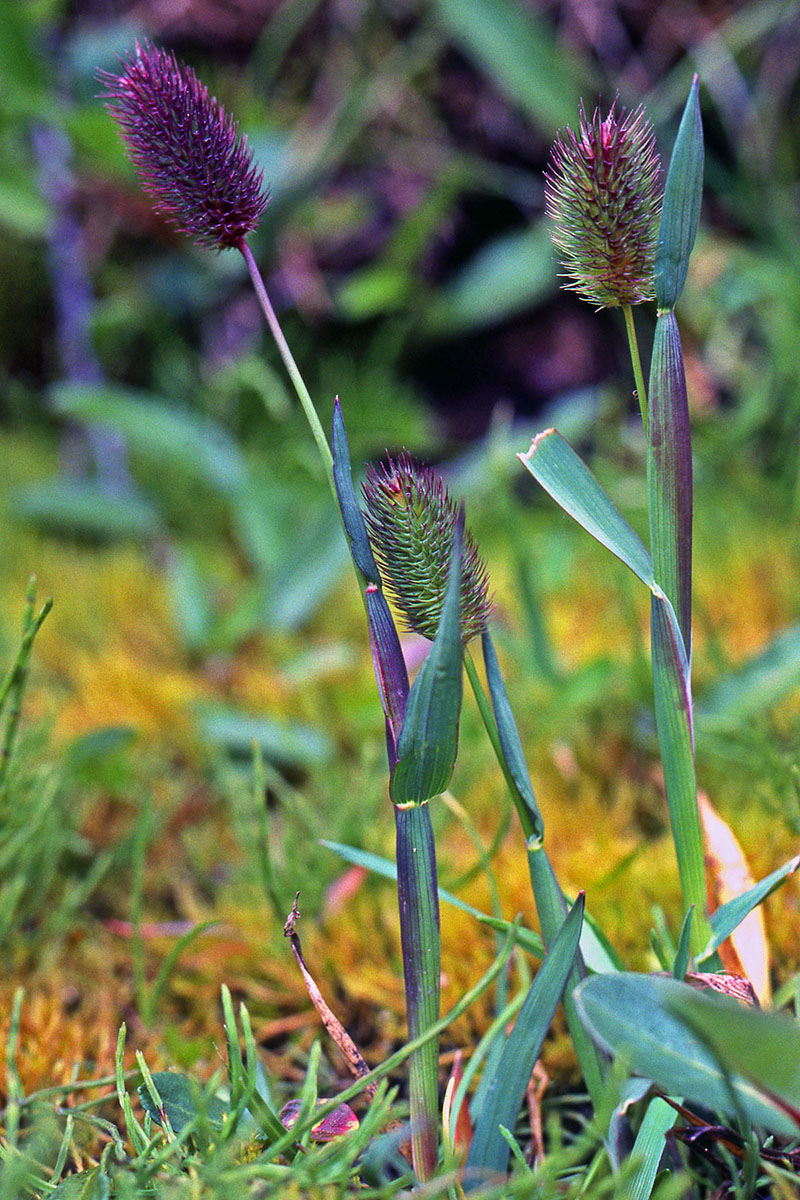 Poaceae Phleum alpinum