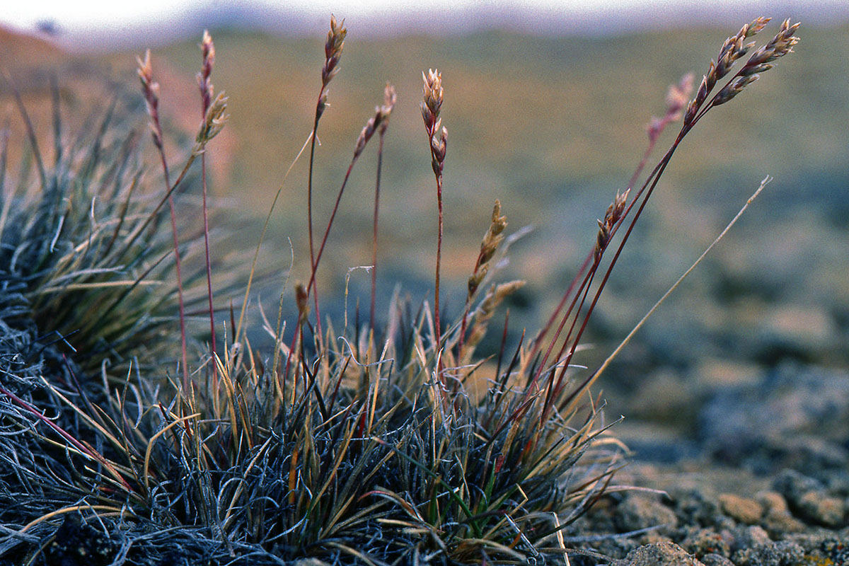 Poaceae Poa abbreviata