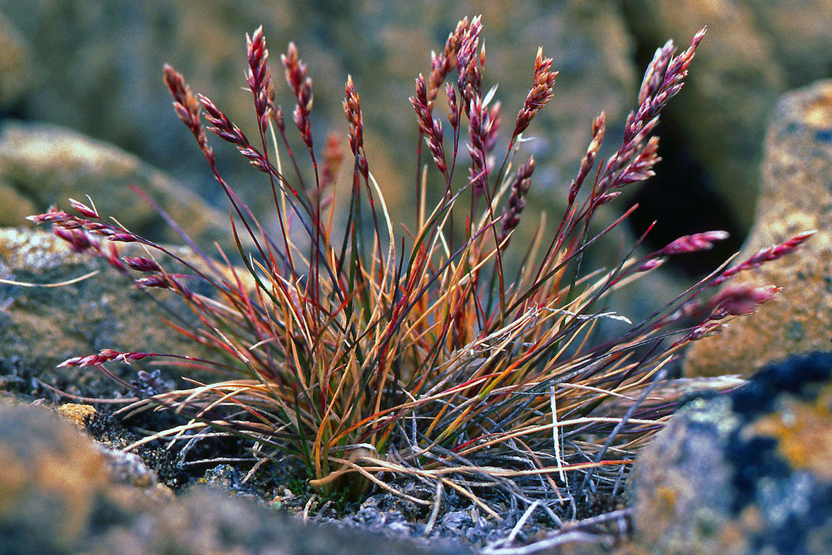 Poaceae Poa abbreviata