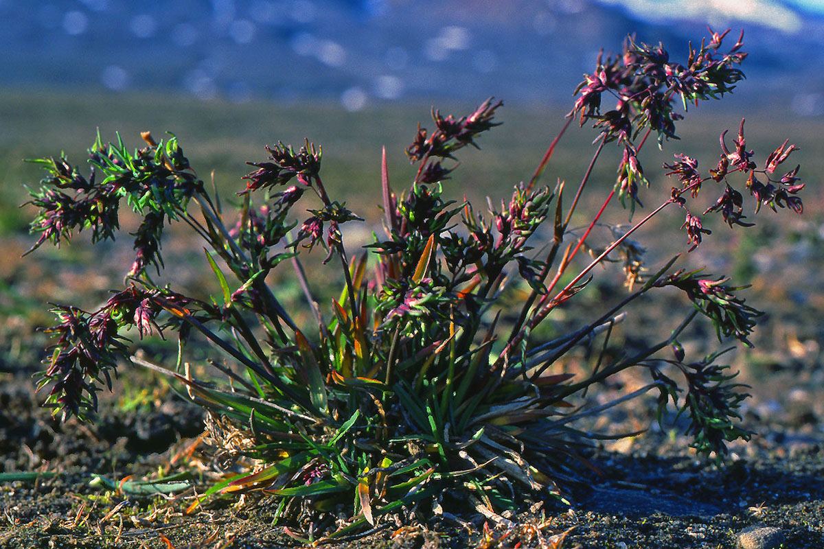 Poaceae Poa alpina
