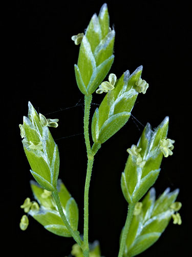 Poaceae Poa annua