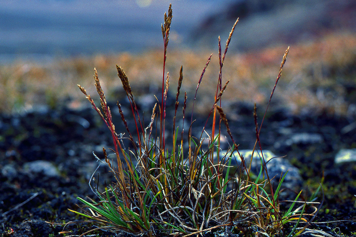 Poaceae Puccinellia vahliana