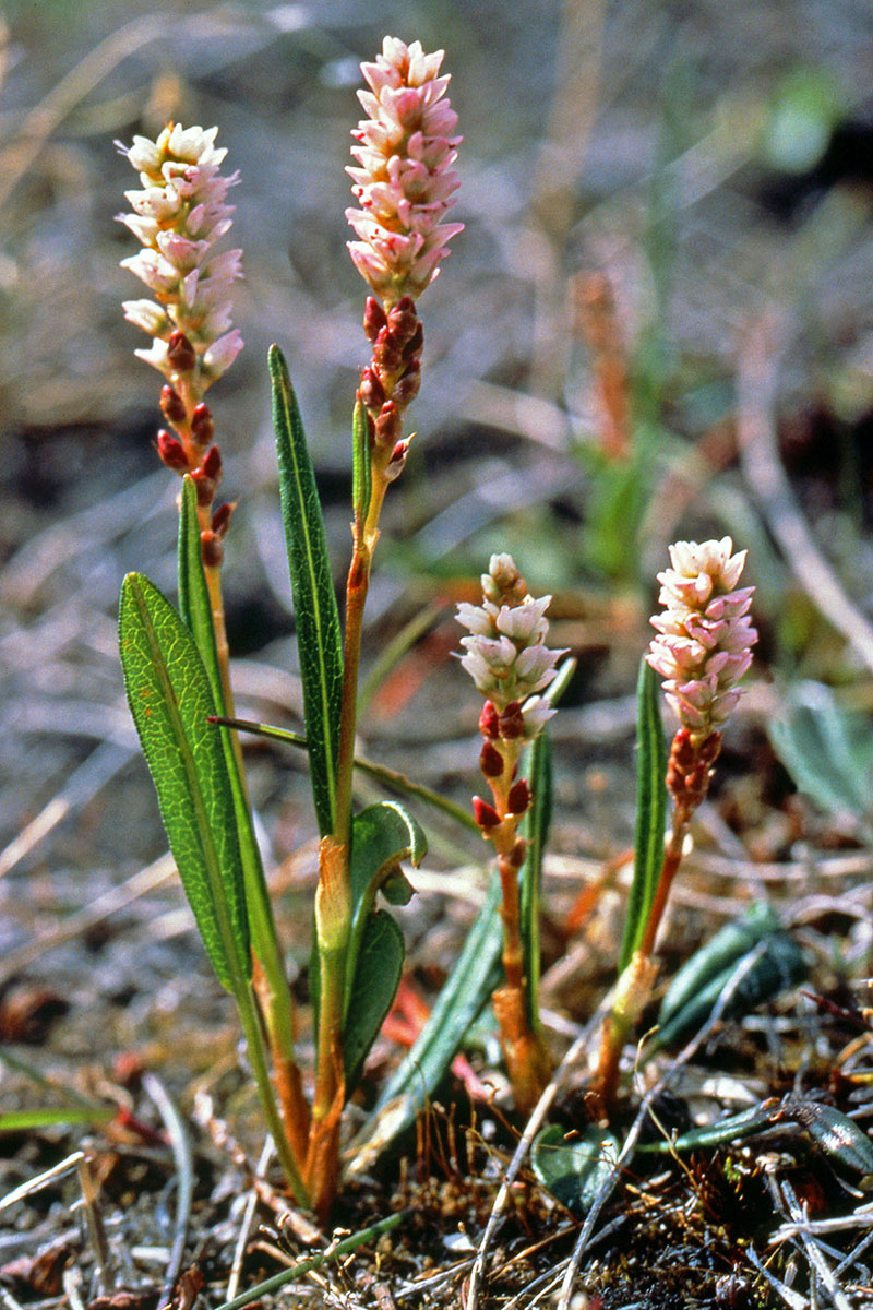 Polygonaceae Persicaria vivipara