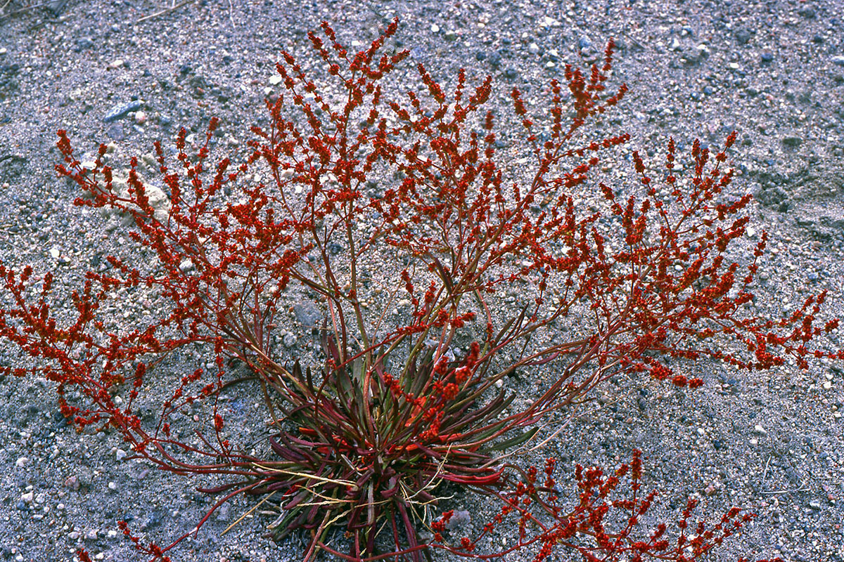 Polygonaceae Rumex acetosella