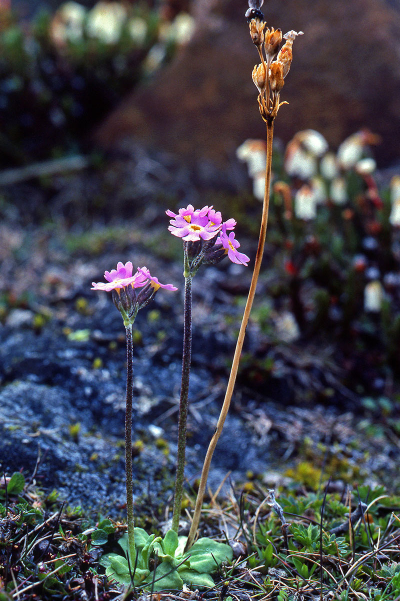 Primulaceae Primula stricta