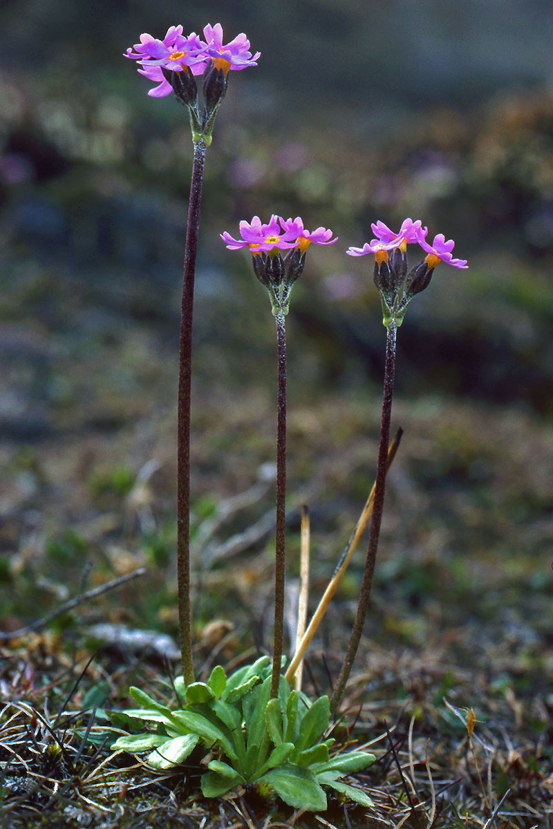 Primulaceae Primula stricta