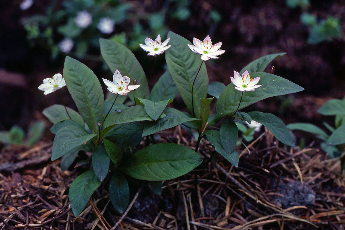 Primulaceae Lysimachia europaea