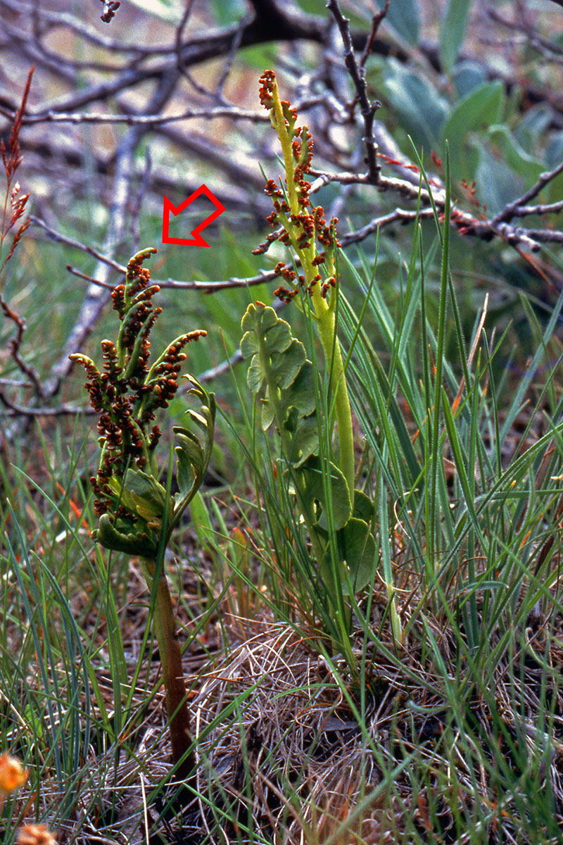 Ophioglossaceae Botrychium lanceolatum
