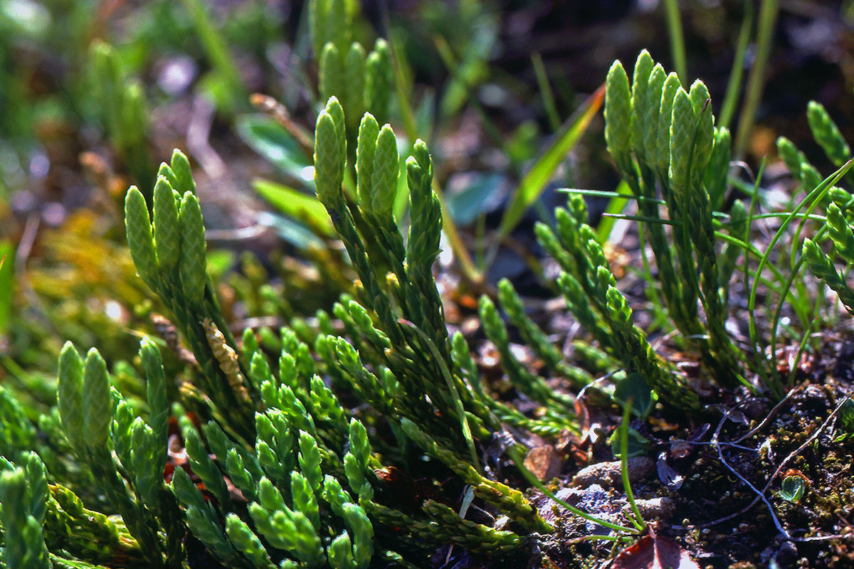 Lycopodiaceae Diphasiastrum alpinum