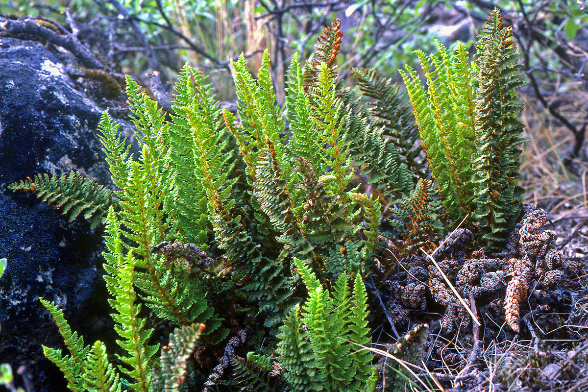 Dryopteridaceae Dryopteris fragrans