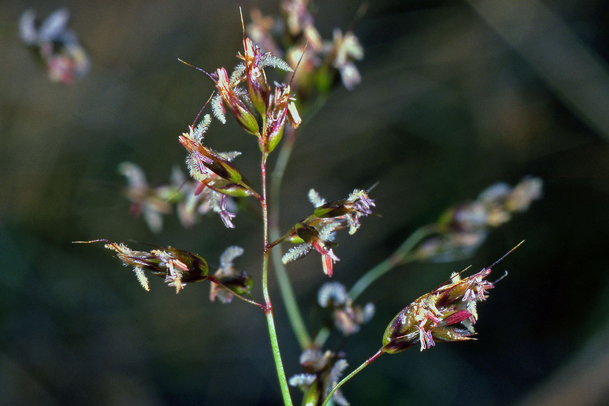 Poaceae Hierochloe alpina